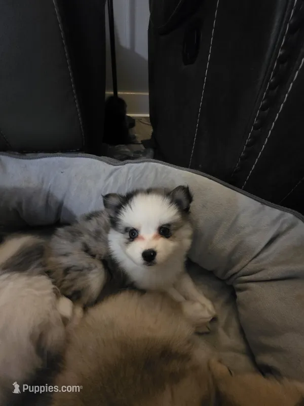 Toy pomsky Sable – Pomsky puppy for sale in Miamisburg, OH