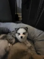 Toy pomsky Sable, a female Pomsky for sale in Miamisburg, OH – Photo 1 of 5