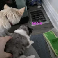 Toy pomsky Sable, a female Pomsky for sale in Miamisburg, OH – Photo 2 of 5