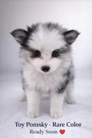 Toy pomsky , a female Pomsky for sale in Miamisburg, OH – Photo 1 of 6