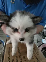 Toy pomsky Sable, a female Pomsky for sale in Miamisburg, OH – Photo 3 of 5