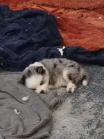 Toy pomsky Sable, a female Pomsky for sale in Miamisburg, OH – Photo 4 of 5