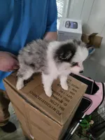 Toy pomsky Sable, a female Pomsky for sale in Miamisburg, OH – Photo 5 of 5