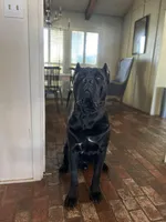 Orange Collar , a female Cane Corso for sale in Fresno, CA – Photo 7 of 10
