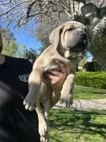 Orange Collar , a female Cane Corso for sale in Fresno, CA – Photo 10 of 10