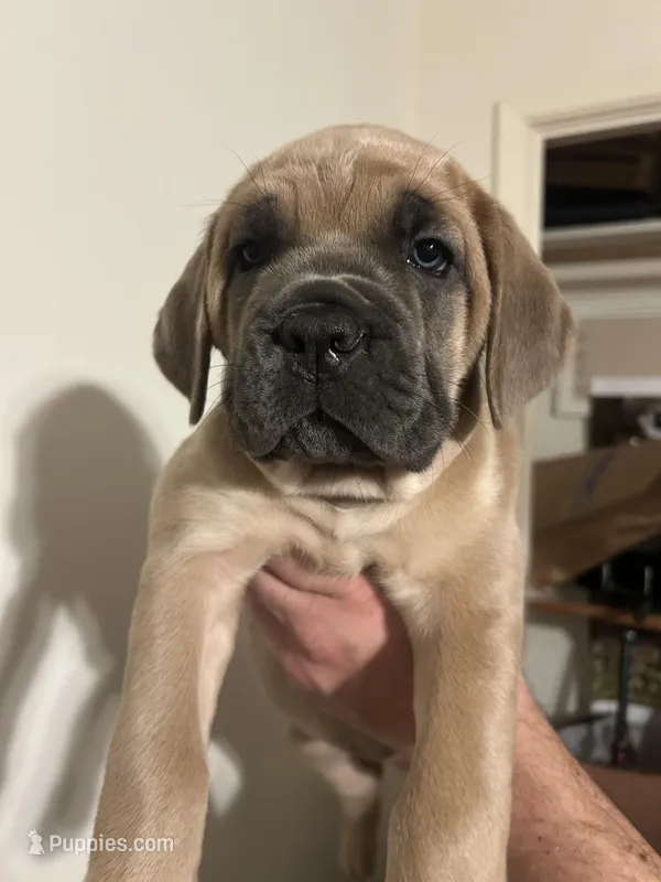 Orange Collar  – Cane Corso puppy for sale in Fresno, CA