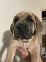 Orange Collar , a female Cane Corso for sale in Fresno, CA – Photo 3 of 10