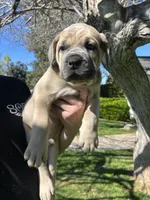 Orange Collar , a female Cane Corso for sale in Fresno, CA – Photo 9 of 10