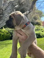 Orange Collar , a female Cane Corso for sale in Fresno, CA – Photo 2 of 10