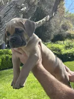 Orange Collar , a female Cane Corso for sale in Fresno, CA – Photo 5 of 10
