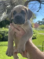 Orange Collar , a female Cane Corso for sale in Fresno, CA – Photo 4 of 10