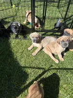 Orange Collar , a female Cane Corso for sale in Fresno, CA – Photo 6 of 10