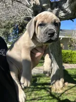 Dark Green , a male Cane Corso for sale in Fresno, CA – Photo 1 of 5