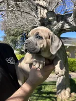 Dark Green , a male Cane Corso for sale in Fresno, CA – Photo 5 of 5