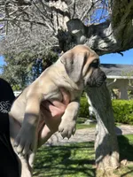 Dark Green , a male Cane Corso for sale in Fresno, CA – Photo 2 of 5