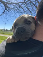Dark Green , a male Cane Corso for sale in Fresno, CA – Photo 3 of 5