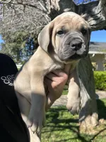 Dark Green , a male Cane Corso for sale in Fresno, CA – Photo 4 of 5