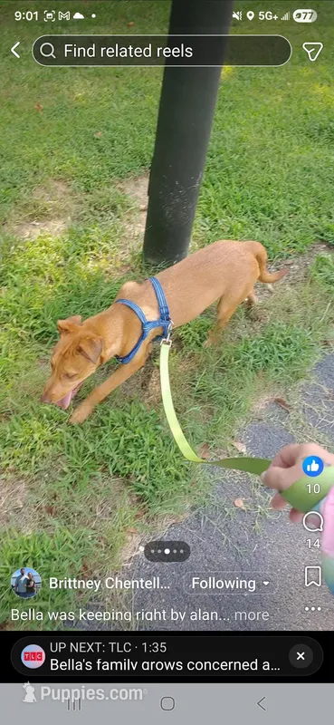 Bella free to good home not sure on breed – American Bulldog puppy for sale in Cottondale, AL