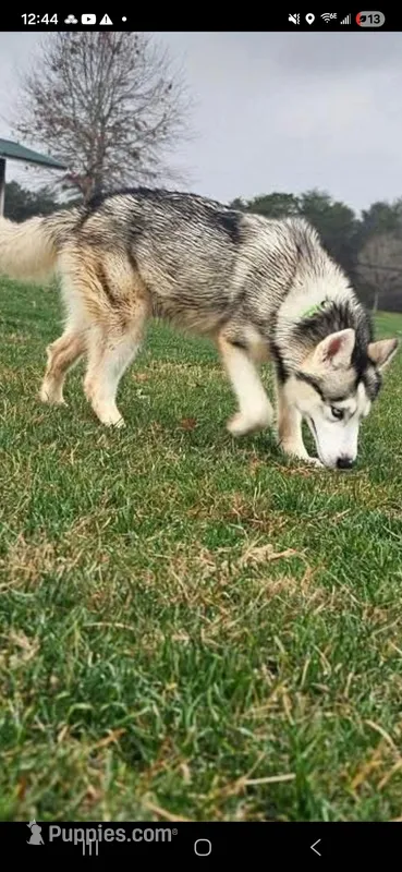 Stormy  free to good home – Siberian Husky puppy for sale in Cottondale, AL
