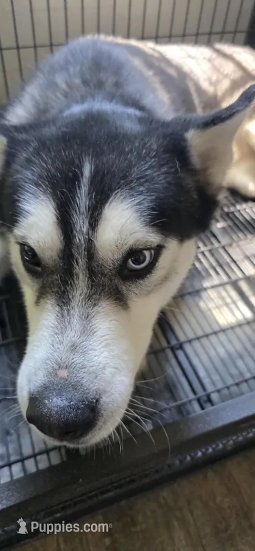 RIP. Free to a good home – Siberian Husky puppy for sale in Cottondale, AL