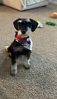 Bruno, a male Miniature Schnauzer for sale in El Paso, TX – Photo 7 of 10