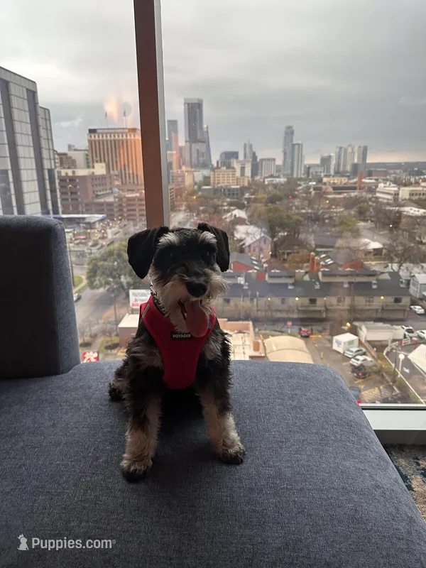 Bruno – Miniature Schnauzer puppy for sale in El Paso, TX