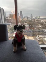 Bruno, a male Miniature Schnauzer for sale in El Paso, TX – Photo 1 of 10