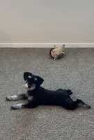 Bruno, a male Miniature Schnauzer for sale in El Paso, TX – Photo 8 of 10