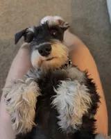 Bruno, a male Miniature Schnauzer for sale in El Paso, TX – Photo 3 of 10