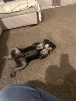 Bruno, a male Miniature Schnauzer for sale in El Paso, TX – Photo 4 of 10