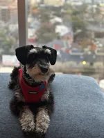 Bruno, a male Miniature Schnauzer for sale in El Paso, TX – Photo 2 of 10