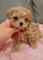 Ella, a female Maltipoo for sale in Riverside, CA – 2 of 2