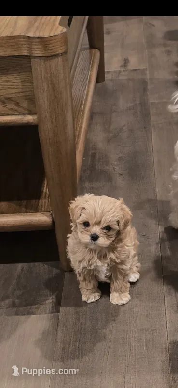 Ella – Maltipoo puppy for sale in Riverside, CA
