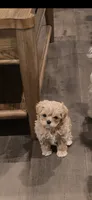 Ella, a female Maltipoo for sale in Riverside, CA – 1 of 2