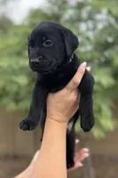 Tank, a male Labrador Retriever for sale in Phoenix, AZ – 6 of 9