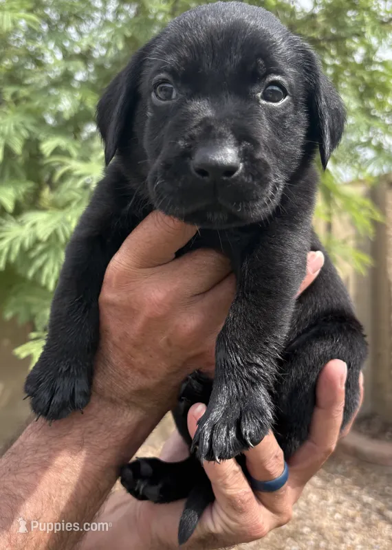 Johnny – Labrador Retriever puppy for sale in Phoenix, AZ