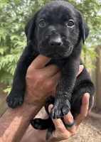 Johnny, a male Labrador Retriever for sale in Phoenix, AZ – 1 of 7
