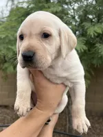 Peanut, a female Labrador Retriever for sale in Phoenix, AZ – 3 of 7