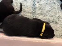 Penny, a female Labrador Retriever for sale in Phoenix, AZ – 9 of 10