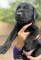Tank, a male Labrador Retriever for sale in Phoenix, AZ – 2 of 9