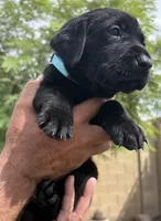 Olive, a female Labrador Retriever for sale in Phoenix, AZ – 2 of 6