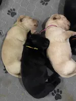 Potato, a female Labrador Retriever for sale in Phoenix, AZ – 4 of 6