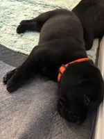 Bear, a male Labrador Retriever for sale in Phoenix, AZ – 6 of 7
