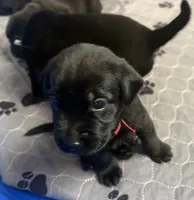 Shadow, a male Labrador Retriever for sale in Phoenix, AZ – 5 of 10