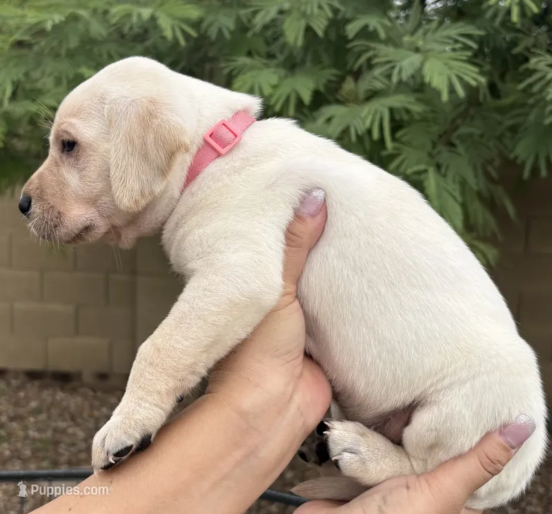 Peanut – Labrador Retriever puppy for sale in Phoenix, AZ
