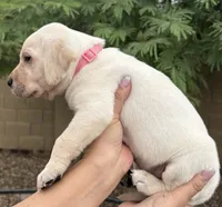 Peanut, a female Labrador Retriever for sale in Phoenix, AZ – 1 of 7