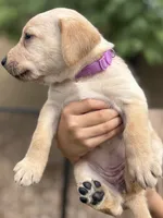 Potato, a female Labrador Retriever for sale in Phoenix, AZ – 2 of 6