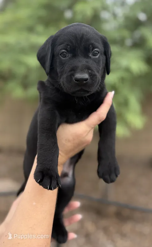 Tank – Labrador Retriever puppy for sale in Phoenix, AZ