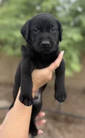 Tank, a male Labrador Retriever for sale in Phoenix, AZ – 1 of 9