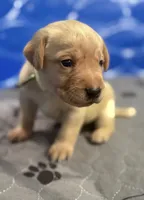 Clover, a female Labrador Retriever for sale in Phoenix, AZ – 4 of 8